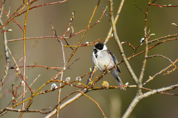 Obraz premium Common reed bunting (emberiza schoeniclus) male perched on a branch in spring.