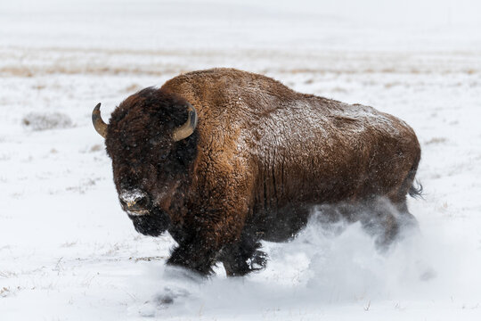 Wild American Bison running in the snow.
