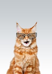 Cute young smart cat pet