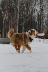 An active and energetic dog runs and tries to catch up flying saucer disc. Sports with dog in nature. Australian Shepherd Red Merle has fun outdoors in city park in snowy winter.