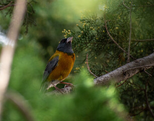 Blue and yellow Tanager