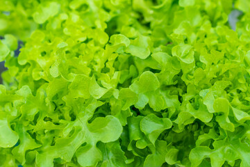 Vegan Background. Healthy living and Vegan food. Salad vegetables.