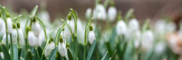 Beautiful snowdrops in a forest in spring