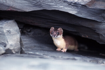 Ermine, Ermellino , (Mustela erminea)