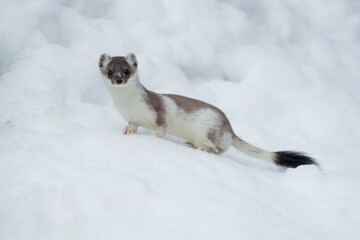 Ermine, Ermellino , (Mustela erminea)