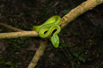 large scaled pit viper