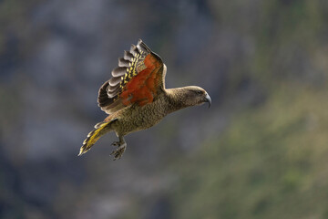 Kea (Nestor notabilis)