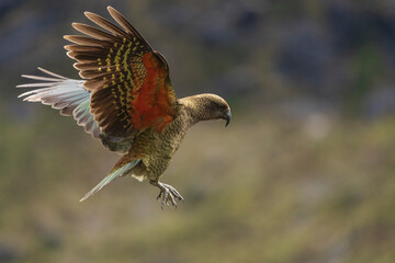 Kea (Nestor notabilis) © Johannes Jensås