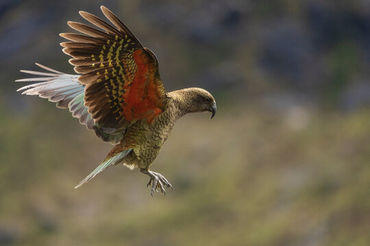 Kea (Nestor notabilis)
