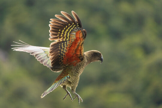 Kea (Nestor notabilis)