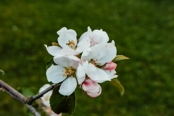 Naklejka na ściany i meble Spring, summer in nature, natural landscape. apple buds, flowers. Spring flowers in the trees