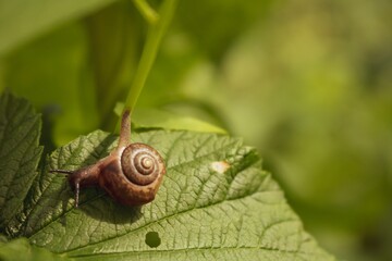 snail on a leaf
