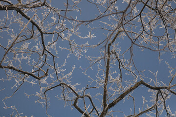 snow covered branches