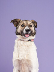 portrait of a beautiful dog with open mouth on lilac background. Mix of breeds. Happy Pet in the studio