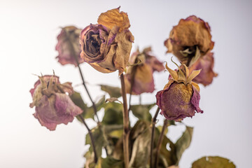 Close up of some dry flowers on white background