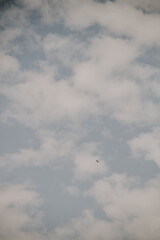 seagull in the sky