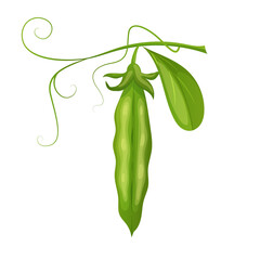 green pea food cartoon vector illustration color sign