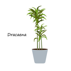 House plant Bloomscape Dracaena in pot. Bloomscape Dracaena house plant in Flat style design. Indoor plant Dracaena for home, office, premises decor. Decorative indoor house plant in flower pot