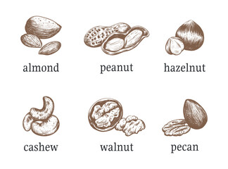 Nuts vector illustration