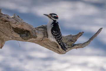 spotted woodpecker