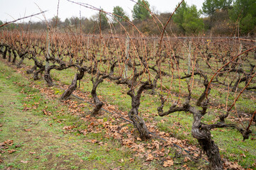 Fototapeta na wymiar Ripe and dry bunches of red tempranillo grapes after harvest, vineyards of La Rioja wine region in Spain, Rioja Alavesa in winter