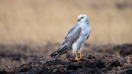 The pale or pallid harrier (Circus macrourus)