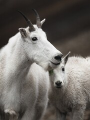 Close up portrait of a mountain goat mother and child billy during a hike in Colorado