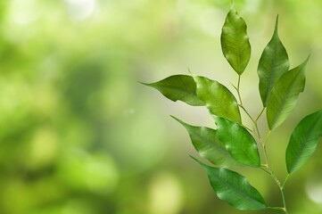Green plant on beautiful nature background