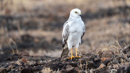 The pale or pallid harrier (Circus macrourus)