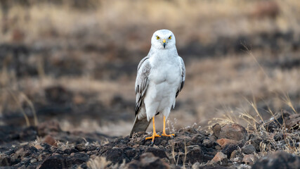 The pale or pallid harrier (Circus macrourus)