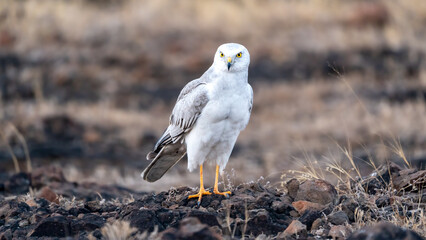 The pale or pallid harrier (Circus macrourus)