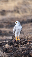 The pale or pallid harrier (Circus macrourus)	