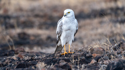 The pale or pallid harrier (Circus macrourus)	