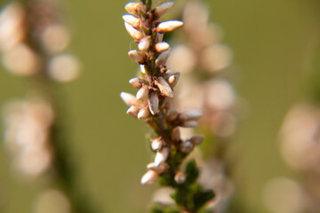 close up of an yellow flower