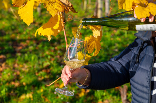 Pouring of txakoli or chacol&iacute; slightly sparkling very dry white wine produced in Spanish Basque Country on vineyards in Getaria in autumn, Spain