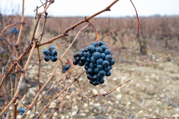 Ripe and dry bunches of red tempranillo grapes after harvest, vineyards of La Rioja wine region in Spain, Rioja Alavesa in winter
