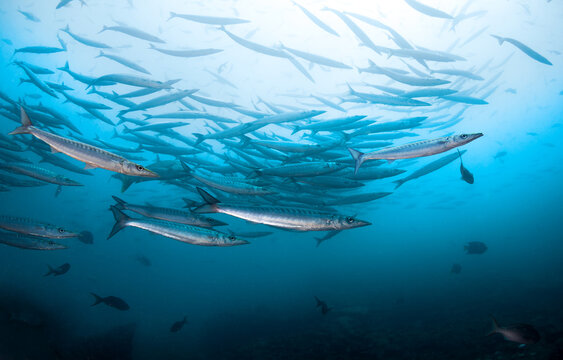 Underwater image in the deep blue ocean with Schooling Baracudas.