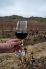 Tasting of rioja wine, ripe and dry bunches of red tempranillo grapes after harvest, vineyards of La Rioja wine region in Spain, Rioja Alavesa in winter