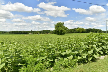 Champ de tournesols pas encore en fleur à la fin du printemps près du bourg de Champagne au Périgord Vert 