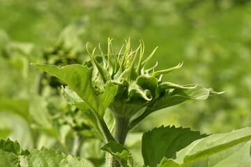 Tournesol au début de sa floraison à la fin du printemps au Périgord Vert 