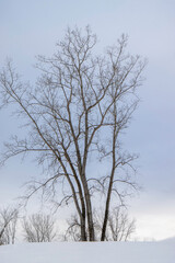 Tall Birch tree on crest of a snowy hill, winter morning, nobody