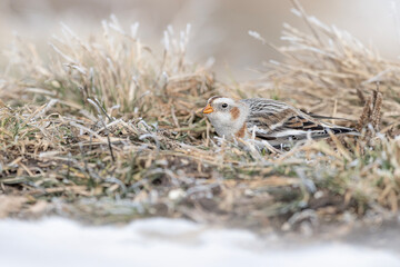 Among the grass, the snow bunting (Plectrophenax nivalis)