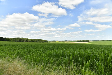 Champs de maïs sous un ciel parsemé de cumulus de beau temps aux environs du bourg de Vendoire au...