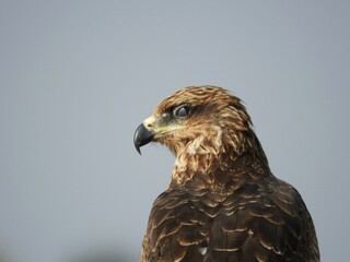 Raptor Portrait 