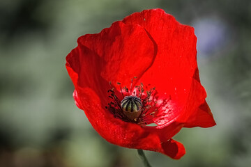 single red poppy flower with details