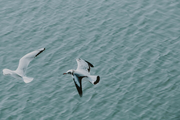 Fototapeta na wymiar Seagull flying on the Naf River,Bangladesh. 