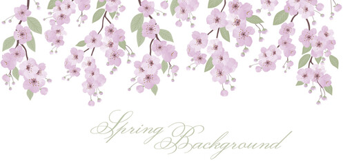 Spring sakura cherry blooming flowers background