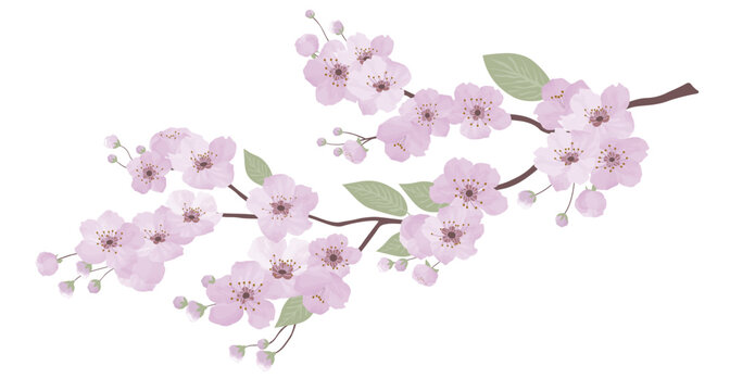Spring sakura cherry blooming flowers branch. Design spring tree illustration