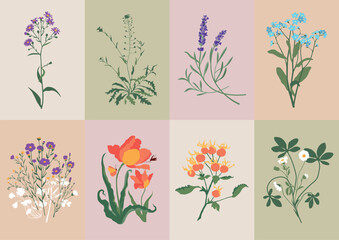 Bohemian collection with wildflowers and botanical illustrations for your wall art gallery	