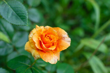 Orange rose in the garden